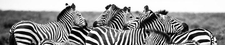 Zebra header