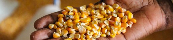 Maize seed